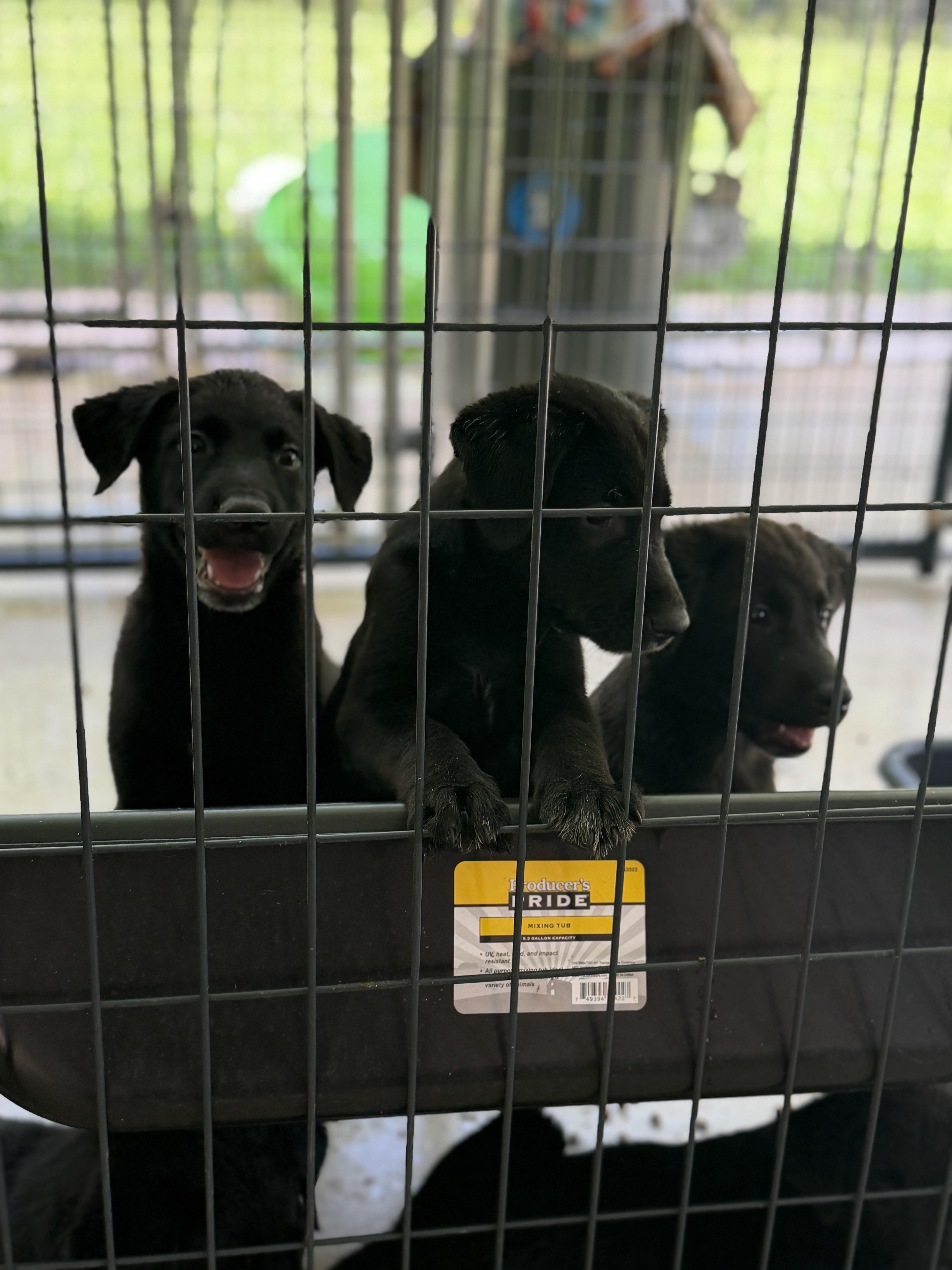Lab Puppies