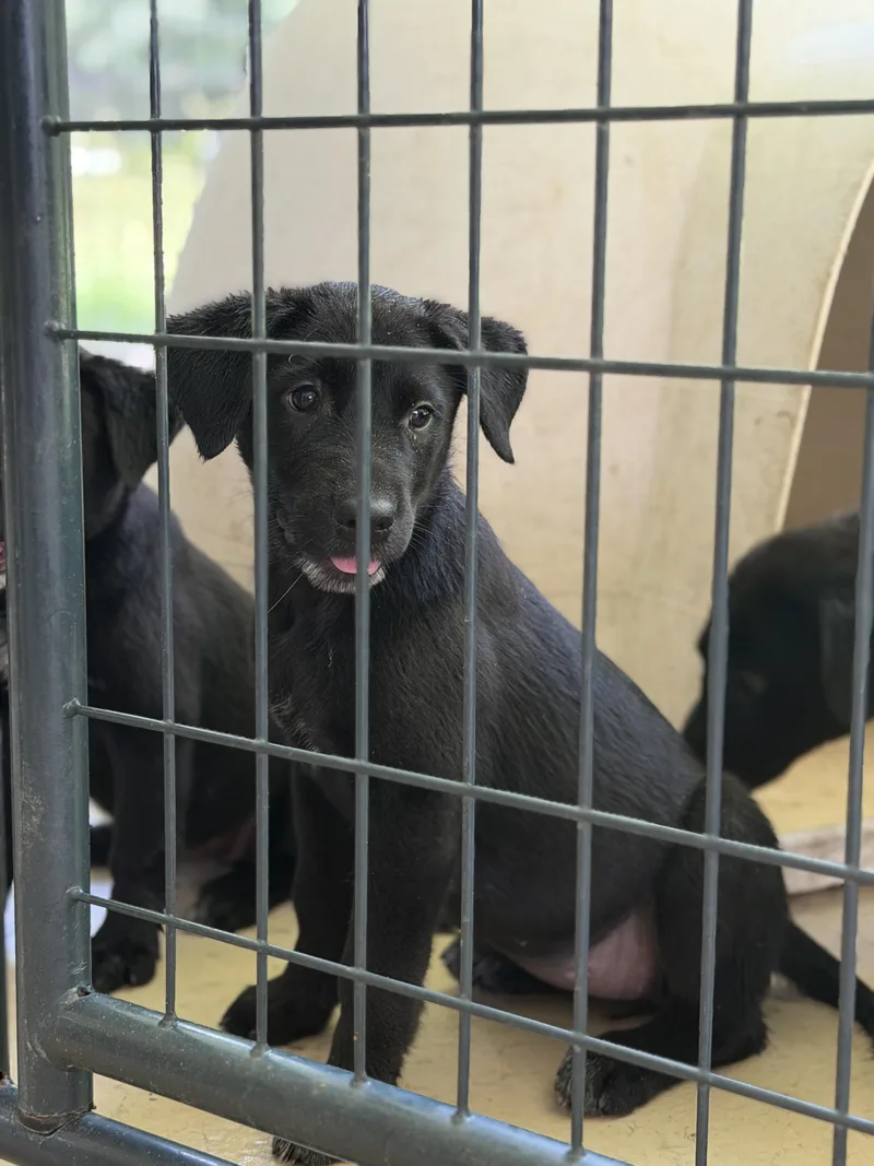 Lab Puppies thumbnail 2