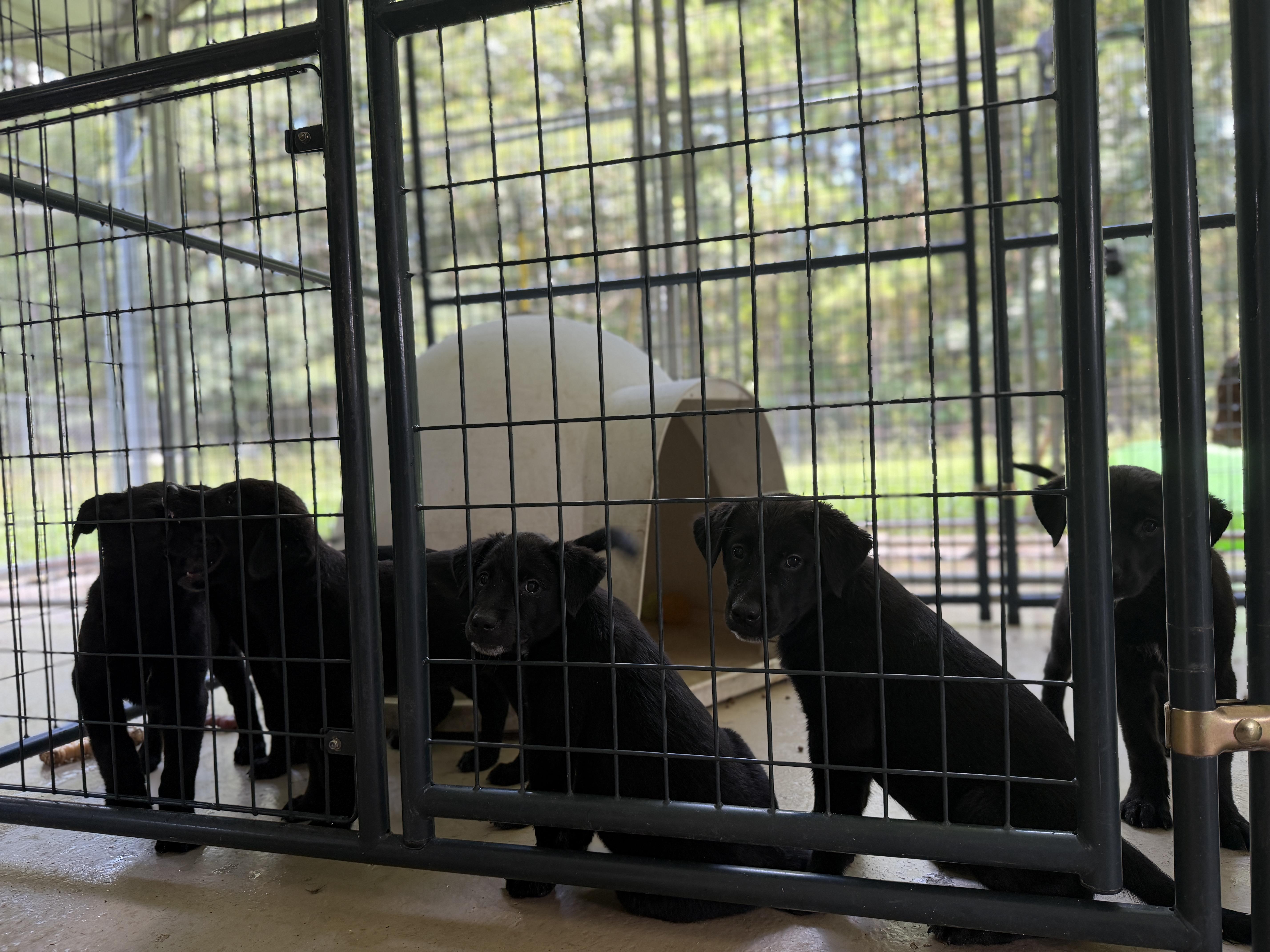 Lab Puppies thumbnail 3