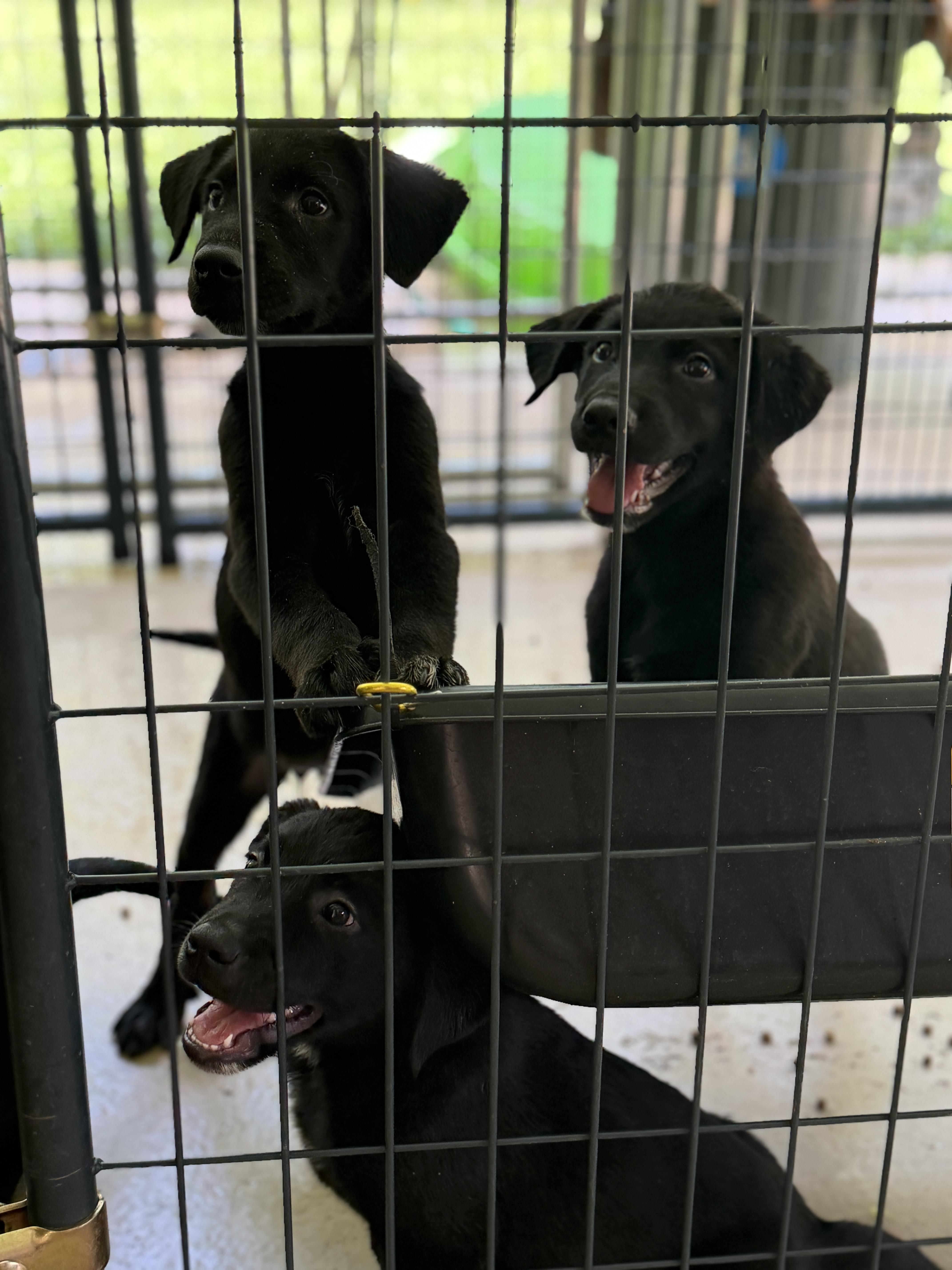 Lab Puppies thumbnail 4