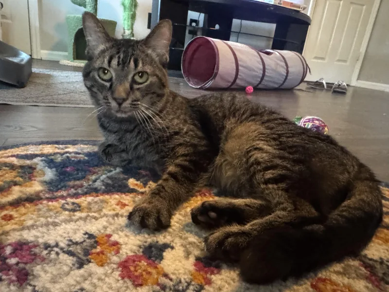 Maya