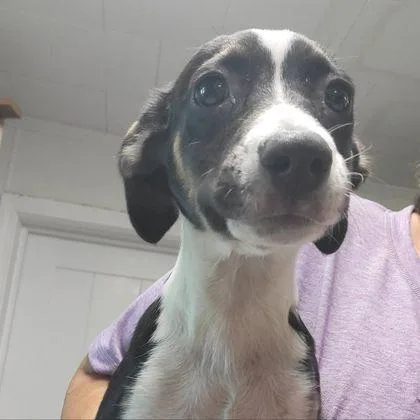 A baby small-sized female Mixed Breed dog named Cheri for adoption in Westland, MI