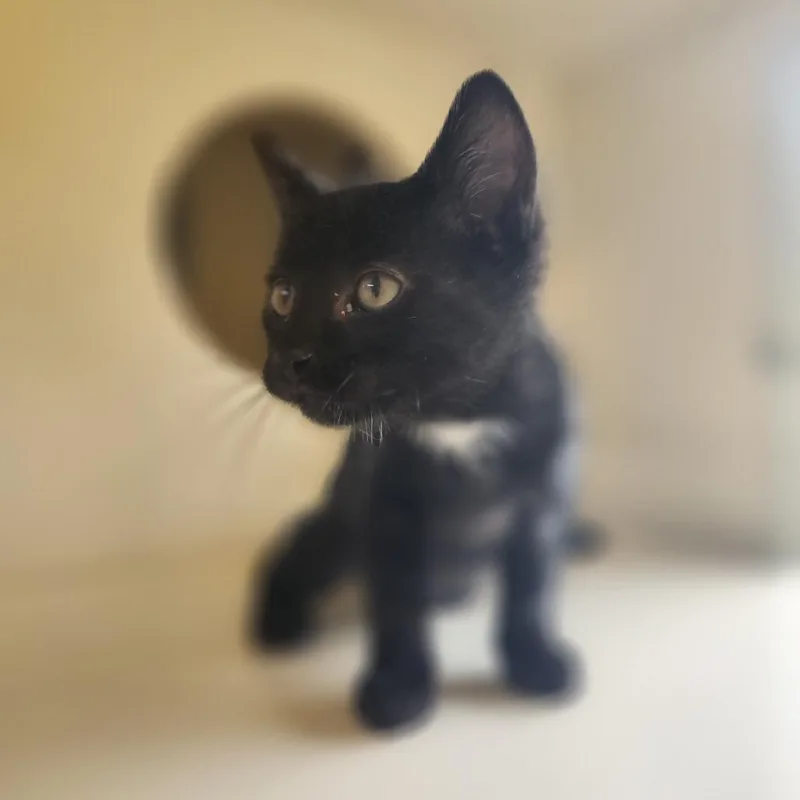 A baby small-sized male Domestic Short Hair cat named Salem for adoption in Pullman, WA