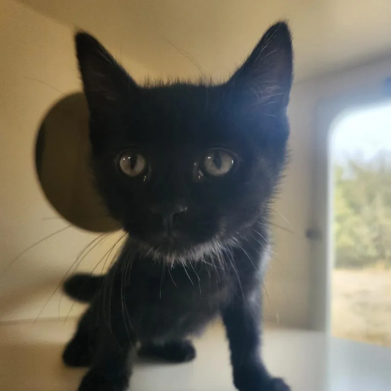 Salem thumbnail 2