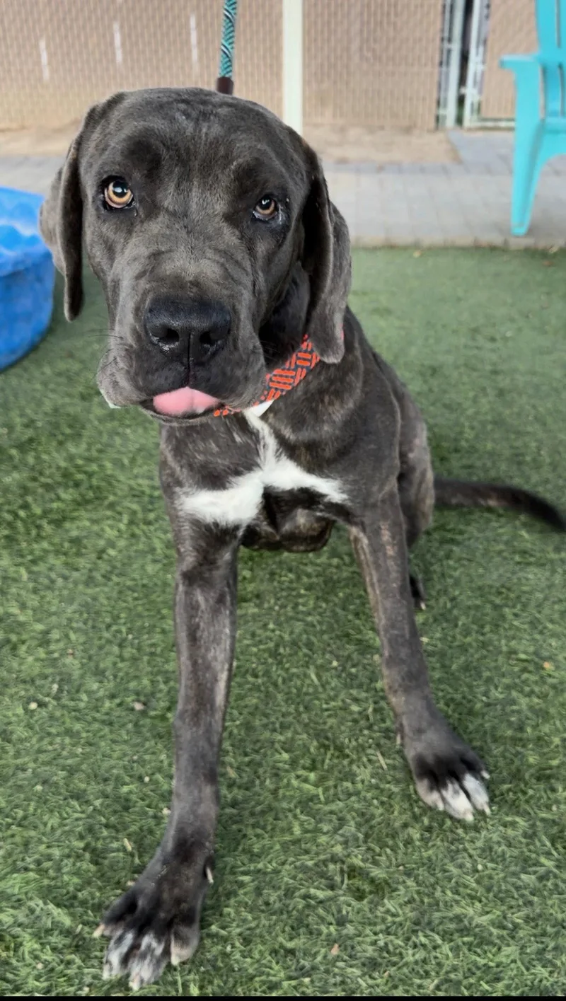 A young medium-sized female Cane Corso dog named Thunder for adoption in Glendale, AZ