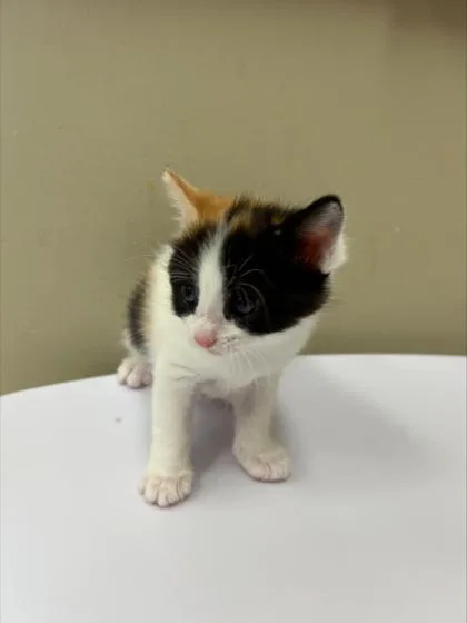 A baby small-sized female Domestic Short Hair cat named Sun Bear for adoption in Fishers, IN