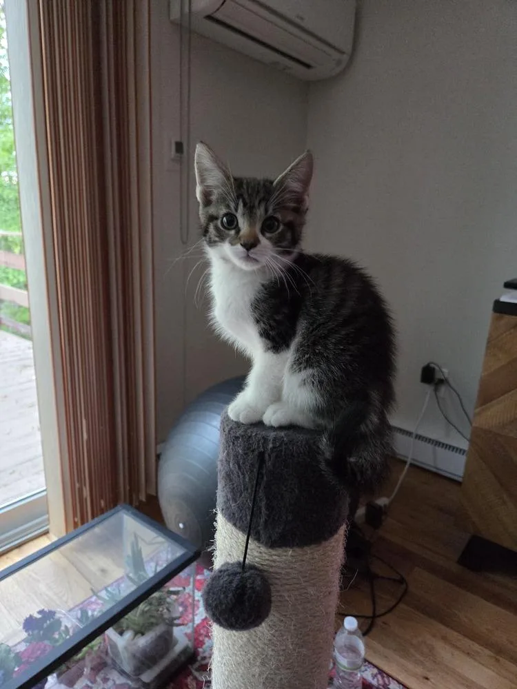 A baby medium-sized female Domestic Short Hair cat named Elektra for adoption in Elmsford, NY