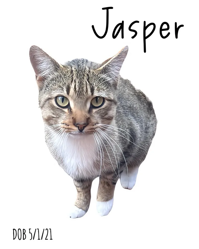 Jasper thumbnail 2