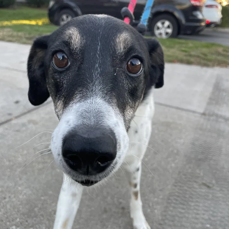 A senior medium-sized female Terrier dog named Misty for adoption in Mokena, IL