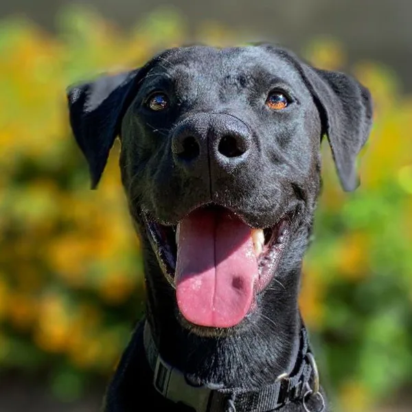 An adult large-sized male Black Labrador Retriever dog named Brinkley for adoption in Phoenix, AZ