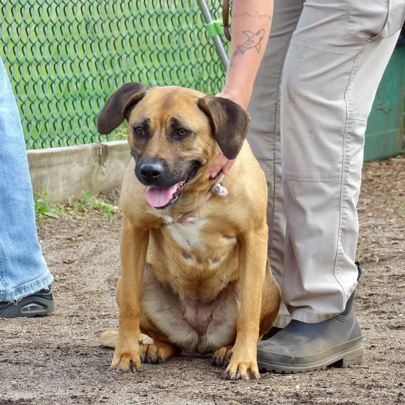 An adult medium-sized female Yellow / Tan / Blond / Fawn Mixed Breed dog named Autumn for adoption in Newark, NJ