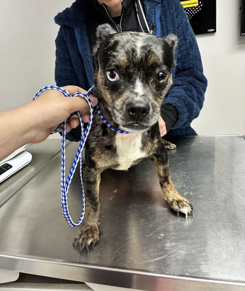 A young medium-sized female Chihuahua dog named Moschino for adoption in Marietta, GA