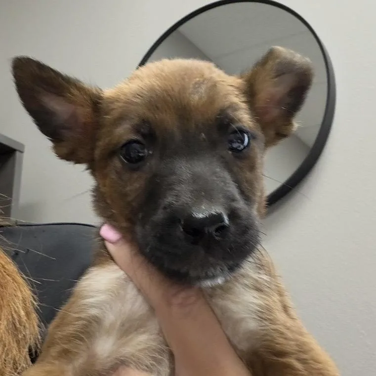 A baby medium-sized male Brown / Chocolate Mixed Breed dog named Brownie for adoption in Midland, TX