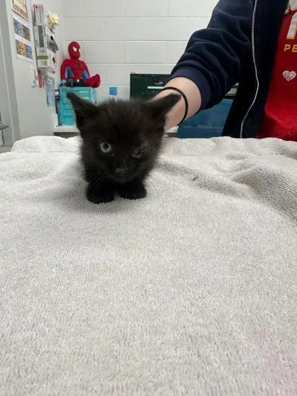 A baby small-sized male Black Domestic Short Hair cat named Lunchbox for adoption in Kansas City, MO