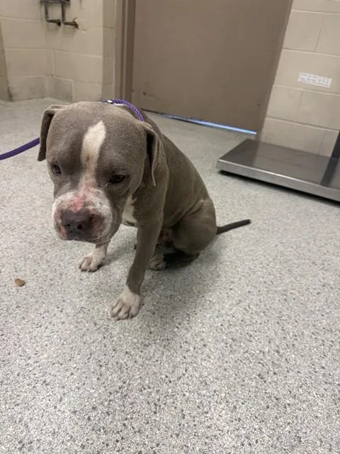 A young large-sized male Pit Bull Terrier dog named Chico for adoption in Conroe, TX