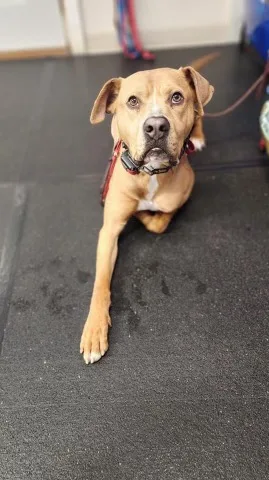 An adult medium-sized male Labrador Retriever dog named Baren for adoption in Denison, TX