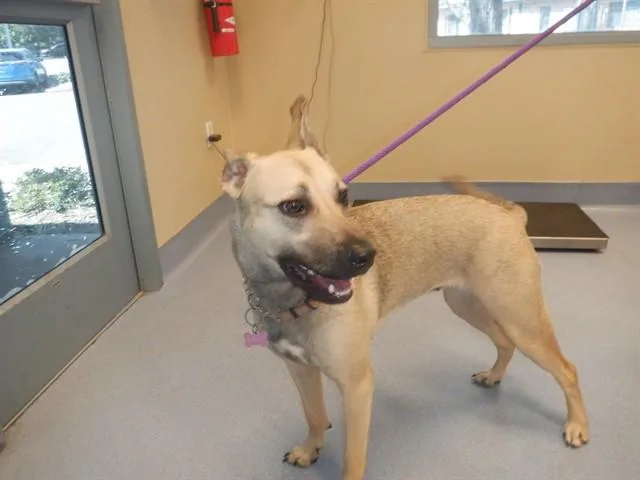 A young large-sized female German Shepherd Dog dog named Lady for adoption in San Jose, CA