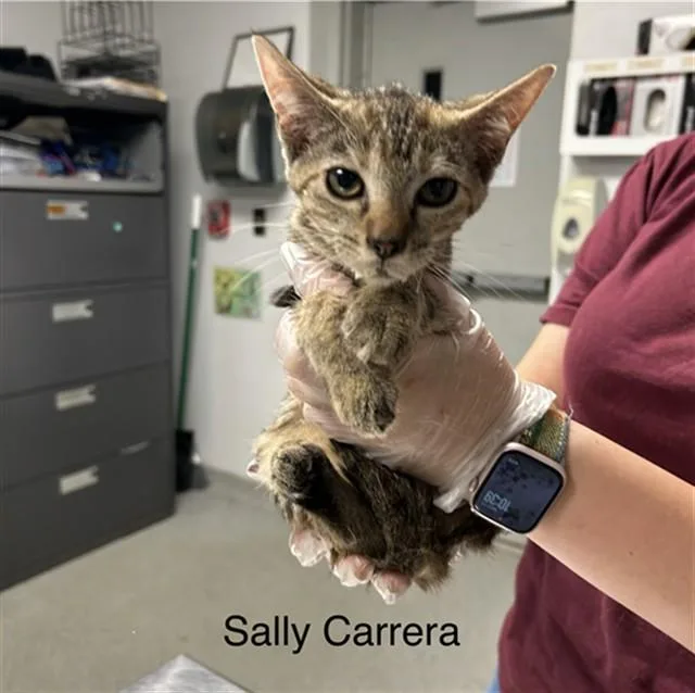 A baby small-sized female Domestic Short Hair cat named Sally Carrera for adoption in Lincolnton, NC