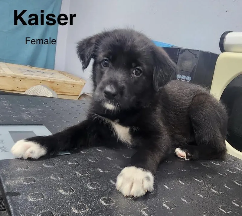 A baby medium-sized female Shepherd dog named Kaiser for adoption in Manchester, CT