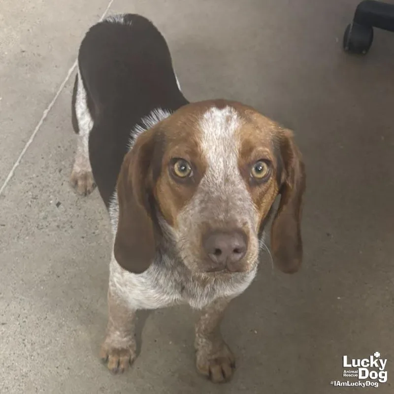 A young small-sized male Beagle dog named Huckleberry for adoption in Washington, DC