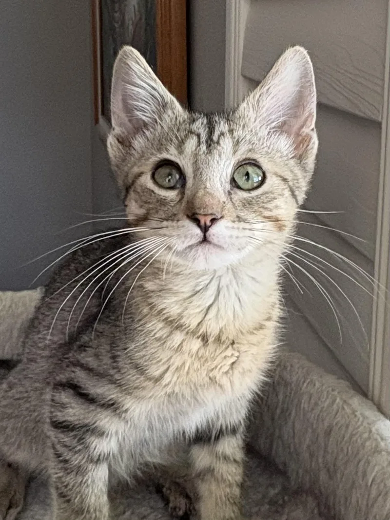 A young medium-sized female Domestic Short Hair cat named Aretha for adoption in Oracle, AZ