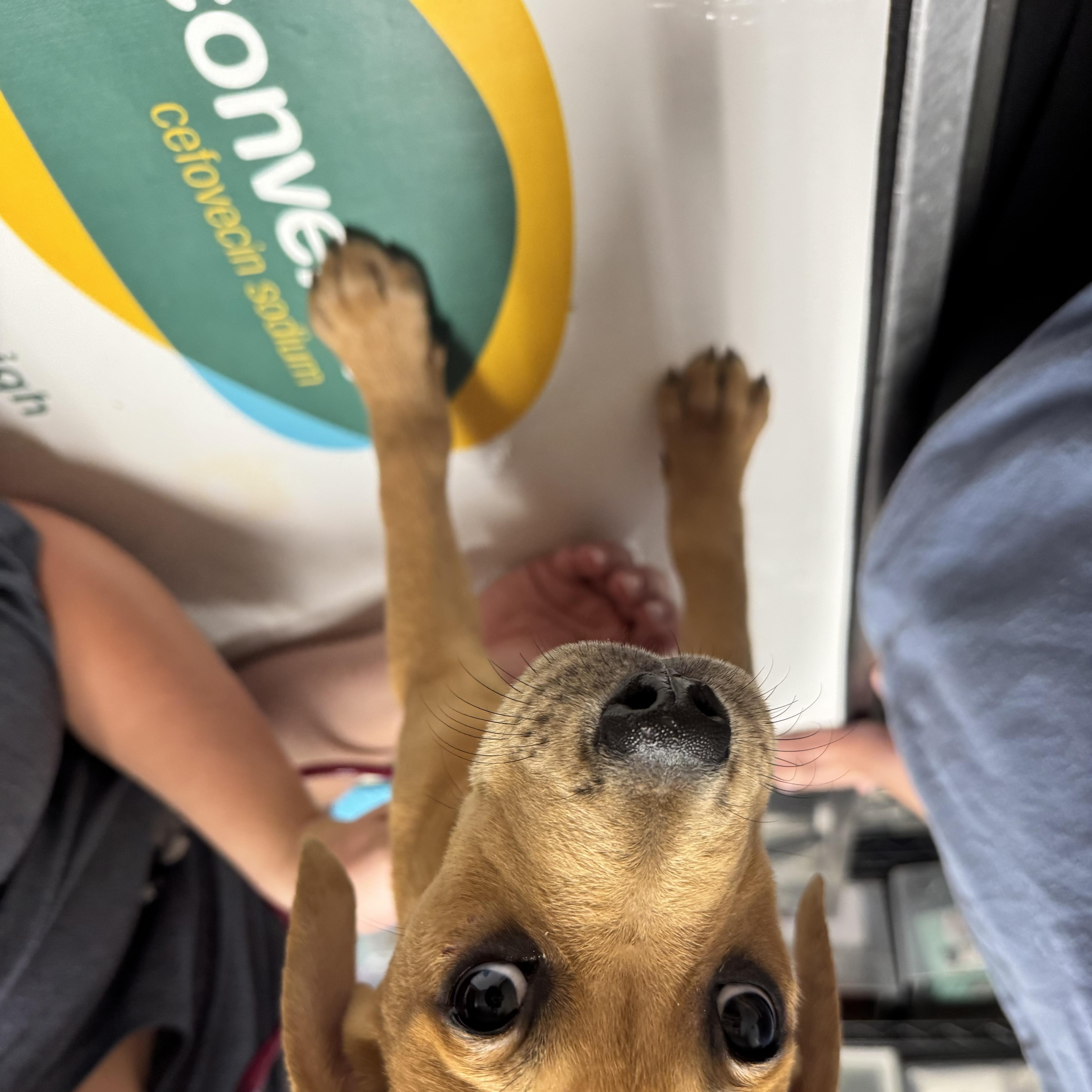 A baby medium-sized female Golden Labrador Retriever dog named Wilma for adoption in Dodgeville, WI