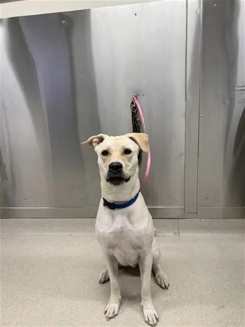 A young medium-sized male Labrador Retriever dog named Willie for adoption in Fairbanks, AK