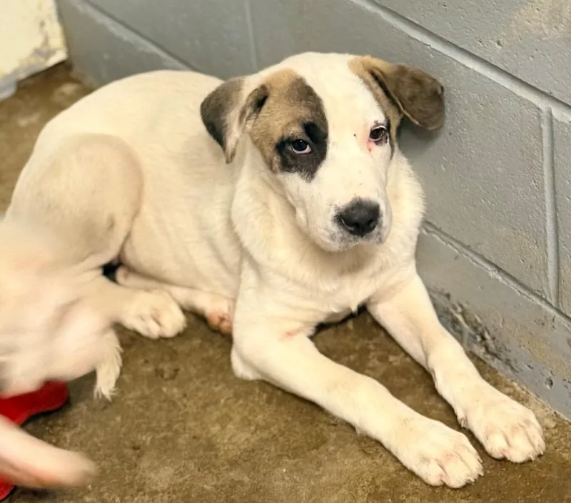 A baby medium-sized female Anatolian Shepherd dog named Bluey for adoption in North Vernon, IN