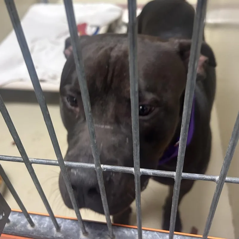 An adult medium-sized male Black Mixed Breed dog named Clearfield for adoption in Philadelphia, PA