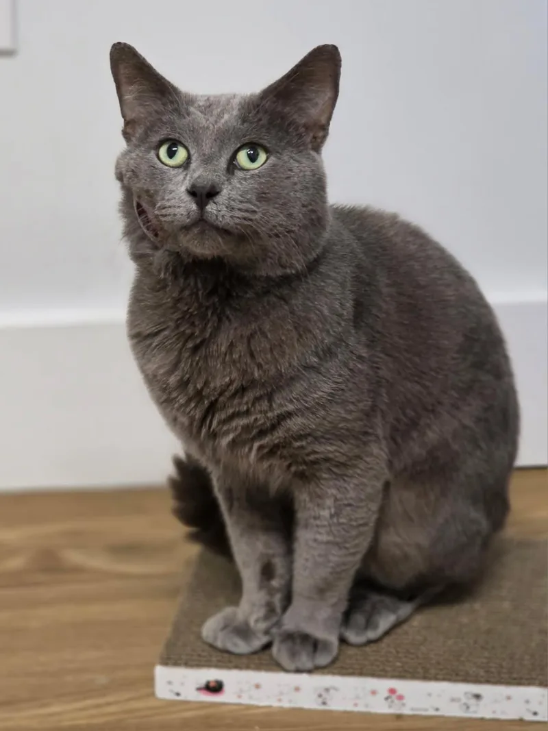 A young medium-sized male Gray / Blue / Silver Domestic Short Hair cat named Captain Cornelius Cornbread for adoption in Johnson City, TN