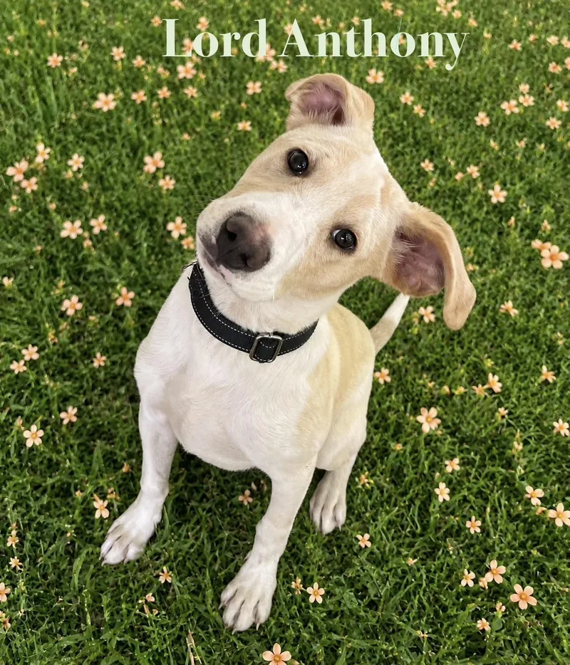 A baby medium-sized male White / Cream Labrador Retriever dog named Lord Anthony for adoption in Pleasant Valley, NY
