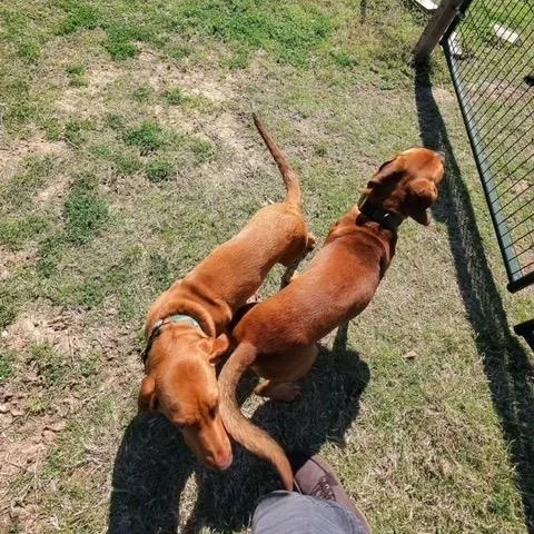 Bucee Boo thumbnail 3