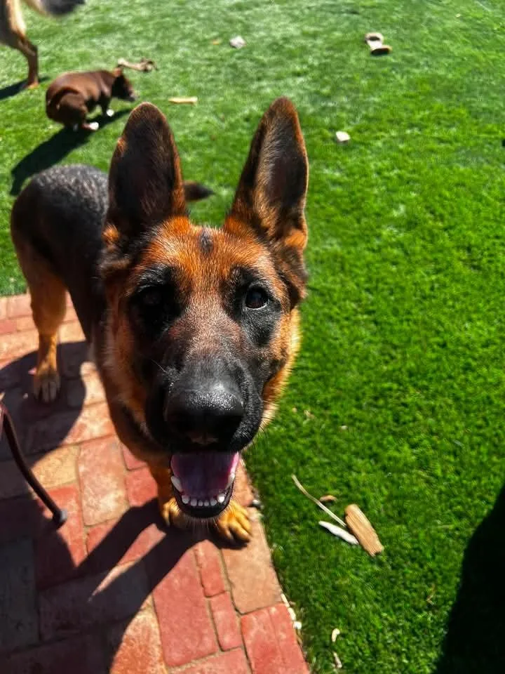 An adult large-sized female Bicolor German Shepherd Dog dog named Tallulah for adoption in Lafayette, CA