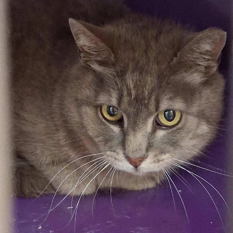 A senior medium-sized male Gray / Blue / Silver Domestic Short Hair cat named Greyby for adoption in Denver, CO
