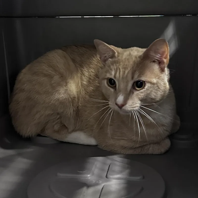 An adult medium-sized male Buff / Tan / Fawn Domestic Short Hair cat named Banjo for adoption in Charlottesville, VA