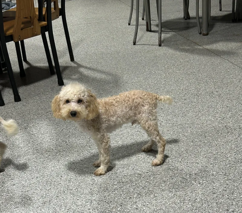 A baby small-sized male Yellow / Tan / Blond / Fawn Miniature Poodle dog named Bo for adoption in Antwerp, OH