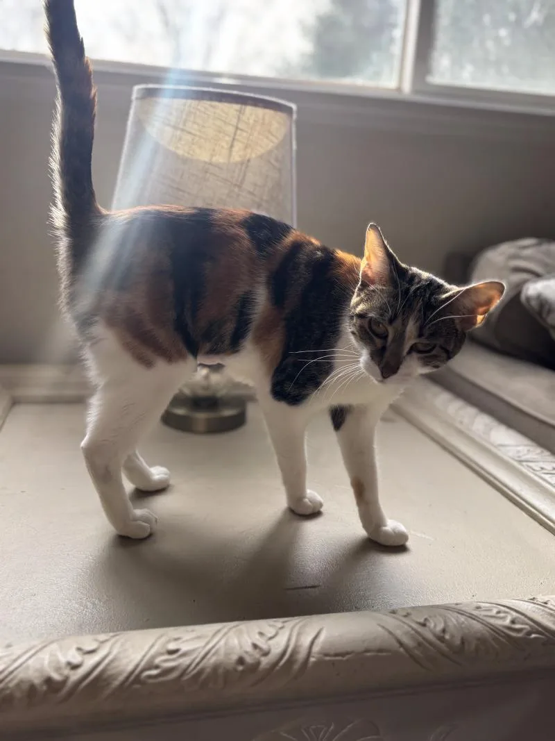 An adult medium-sized female Calico Domestic Short Hair cat named Palloma for adoption in Grand Rapids, MI
