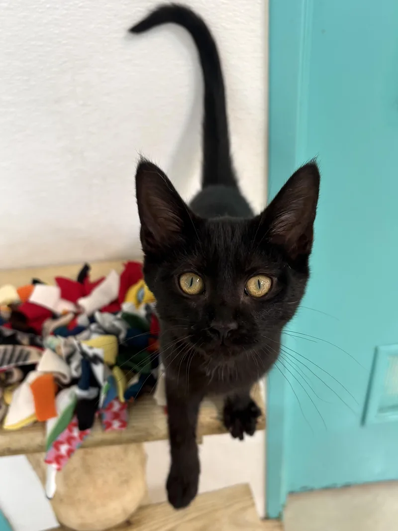 A baby medium-sized female Black Domestic Short Hair cat named Giana for adoption in Chicago, IL