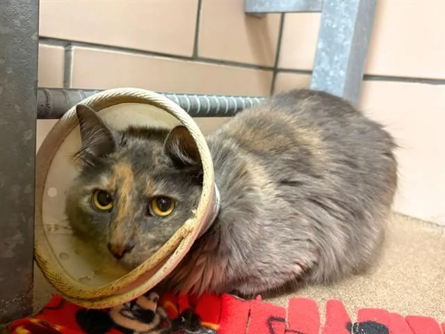 A young small-sized female Domestic Medium Hair cat named Harley for adoption in Fort Wayne, IN