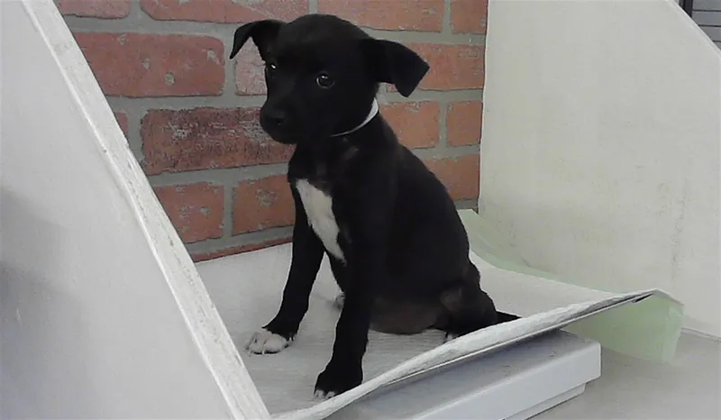 A baby small-sized female Chihuahua dog named Sierra for adoption in Houston, TX