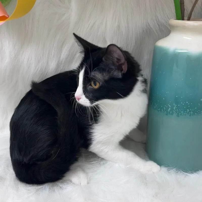 A baby medium-sized female Domestic Short Hair cat named Checkers for adoption in Peoria, AZ