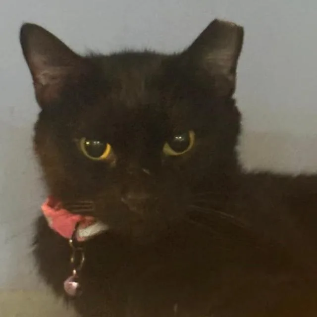 A young small-sized female Black Domestic Short Hair cat named Maxine Hudson for adoption in Merrifield, VA
