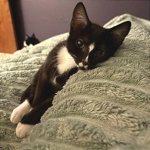 A baby small-sized male Black Domestic Short Hair cat named Sporty Spice for adoption in Laramie, WY