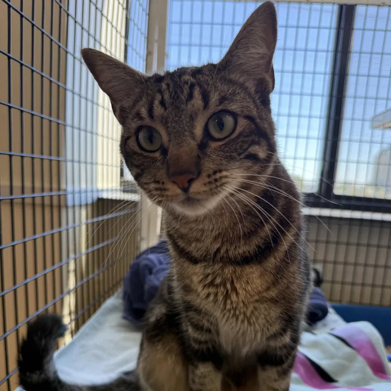 An adult medium-sized male Domestic Short Hair cat named Ace for adoption in Burlingame, CA