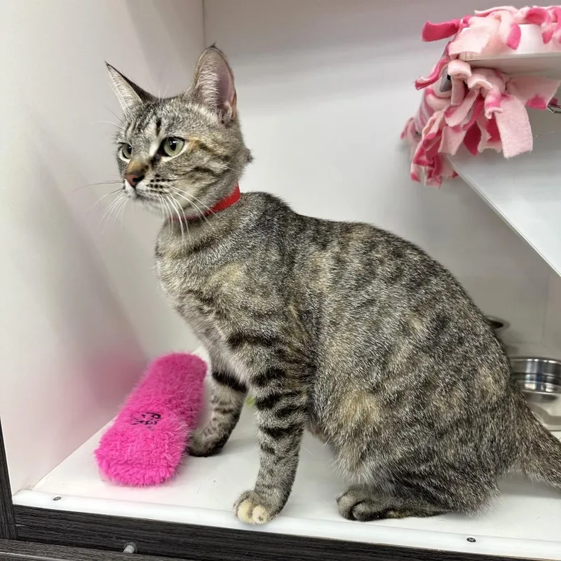 A young medium-sized female Brown / Chocolate Domestic Short Hair cat named Sabrina for adoption in Hamburg, NY