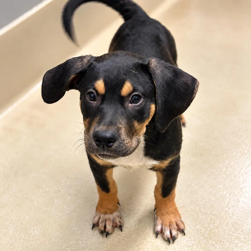 A baby large-sized male Rottweiler dog named .Tito for adoption in Hillsborough, NJ