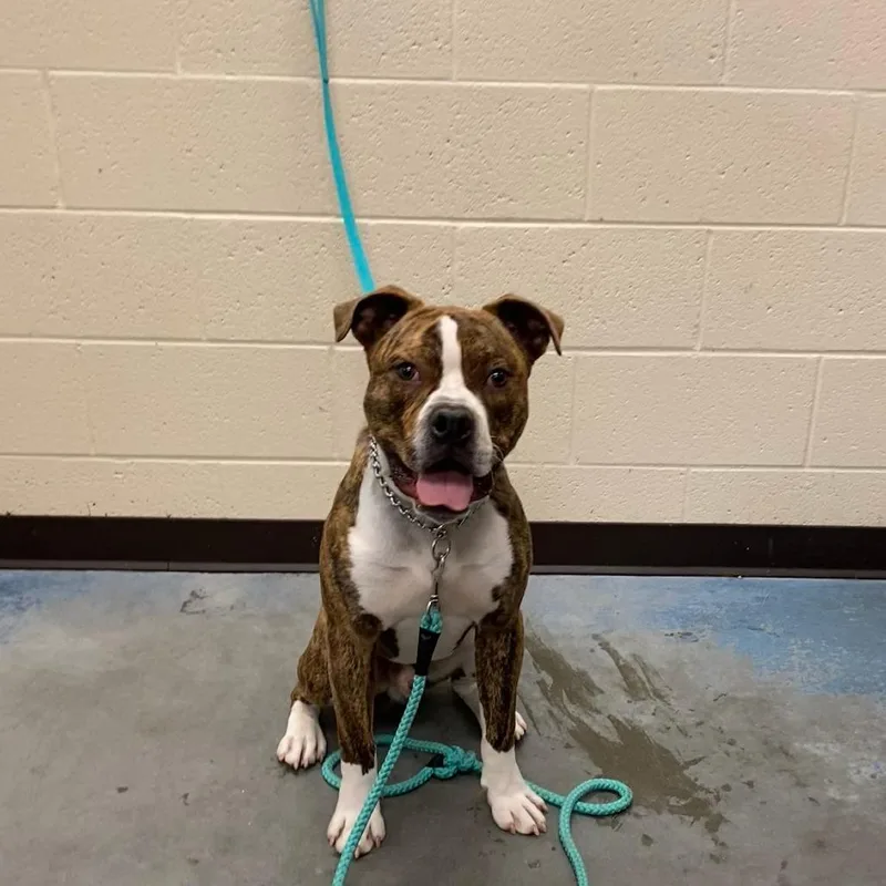 An adult medium-sized male Brindle Mixed Breed dog named Bullet for adoption in Memphis, TN