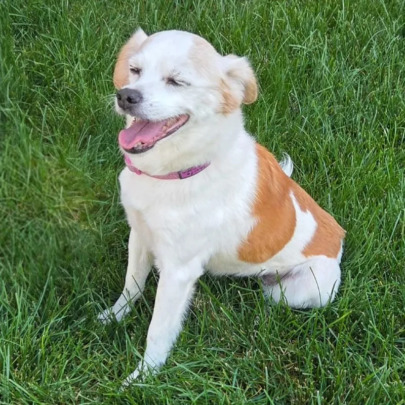 A senior small-sized female White / Cream Jack Russell Terrier dog named Marfa for adoption in Nampa, ID