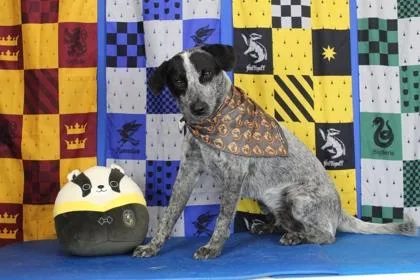 A young medium-sized male Australian Cattle Dog / Blue Heeler dog named Remi for adoption in Port Allen, LA