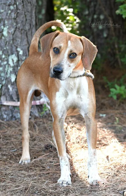 An adult medium-sized male Hound dog named Jimmy Row for adoption in Monroe, GA